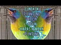 Download Lagu MASTERAN SULTAN || TEMBAKANNYA DAHSYAT || c,cungkok vs kenari vs cililin vs kapas tembak