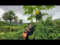 Download Lagu Linh brought papaya to sell hoping to make a profit but no one bought it which made him very sad.