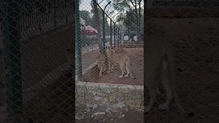 باباااا ساعدني اانا خوفانه  باباااا ساعدني اانا خوفانه