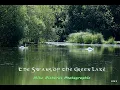Swans of Green Lake Photography by Mike Richards