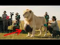 Lagu They Found a White Lion Begging for Help in the Southwest United States Desert — Then Came a Miracle