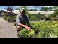 Pro Tip - Estimating Gold Mop False Cypress Size