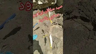 احلى صيد بالدود سلطان ابراهيم الغالي على قلوب الصيادين صيد السمك Fishing سمك صيد السمك في لبنان 