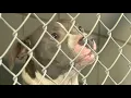 San Antonio ACS looking for kids to read to dogs
