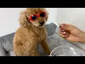 Does Dog Have Amylase in a Saliva? - Dog Saliva Dissection