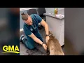 Veterinarian uses creative method to give dog shots l GMA