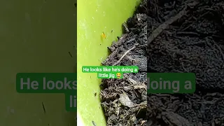Tiny yellow bug dancing in my potted plant