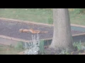 FOX TAPinto South Plainfield