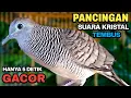 Download Lagu Perkutut Lokal Gacor Suara Paling Ampuh Untuk Pancingan Burung Perkutut Agar Bunyi.