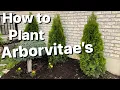 How to Plant Arborvitae Trees