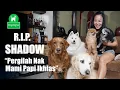 Download Lagu JANGAN PERTANYAKAN CINTAKU UNTUK ANJING | ANABUL JAUH LEBIH PENTING