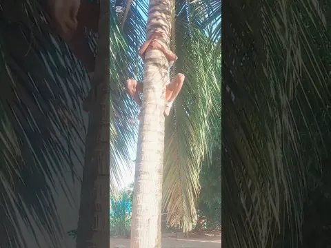 Trepador de Coqueiro