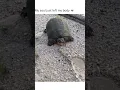 Download Lagu Jump scare of the year #Shorts #Turtles #Animals