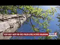 Very high alert for tree pollen levels across Oklahoma