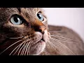 Download Lagu 10 Hours of Cat Meowing Sound (Cat Distraction/noise)