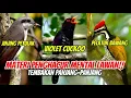 Download Lagu 3 IN 1 ‼️ TEMBAKAN KASAR (SUARA JERNIH) JEDA RAPAT (JINJING PETULAK, VIOLET CUCKOO, PELATUK BAWANG)