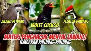 3 in 1 tembakan kasar suara jernih jeda rapat jinjing petulak violet cuckoo pelatuk bawang 