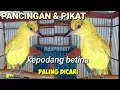Download Lagu Kepodang betina memanggil jantan AMPUH buat PIKAT dan PANCINGAN