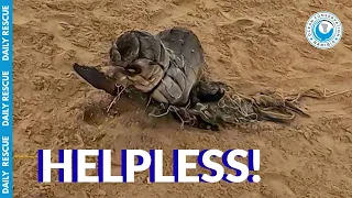Ocean Conservation Namibia: Baby Seal Emergency