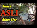 Download Lagu SUARA PANGGILAN BURUNG SEPAH RAJA DI ALAM