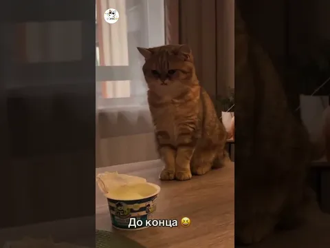 Funny Cat | #apnapet #food #cat