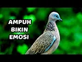 Download Lagu SUARA TEKUKUR KUK 2 GACOR PIKAT DERKUKU LIAR DAN PANCING GACOR TOTAL