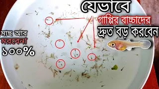  how to care guppy fry 