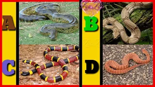 A to Z Snakes Snakes name in English with pictures ABC Snakes with pronunciation
