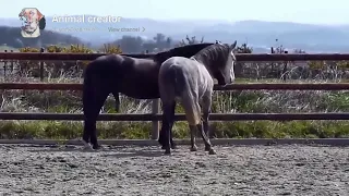 Power Full Horse Breeding First Time Stallion Horse Breeding - Real Mating Process Revealed