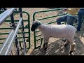 Butte-Silver Bow County Fair
