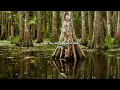 Moonlight Bayou groove