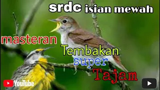 Download Masteran Burung SRDC full Isian Sikatan londo, Kenari, Murai, Kapas tembak, Ciblek, Cililin, Kacer MP3