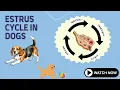 Estrous Cycle in Dogs CC Heat Bleeding Behavior
