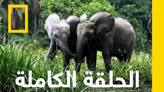 فيل الغابات الإفريقي أسرار الفيلة ناشونال جيوغرافيك أبوظبي 