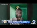 Big Bear eagle Jackie s remains will be sent to National Eagle Repository in Colorado