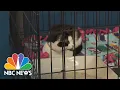 Volunteers Look For Homes For 200 Cats Found In Connecticut Home In June