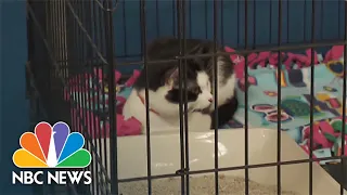 Volunteers Look For Homes For 200 Cats Found In Connecticut Home In June