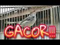 Download Lagu Kicau Prenjak Lumut di Sore Hari GACOR NEMBAK Ampuh Buat Pancingan Prenjak Bahan