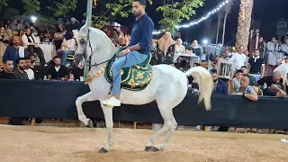 اجمل خيول الرقص في مصر