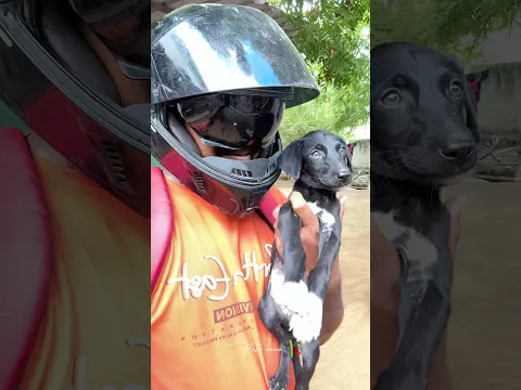 🌊 வெயில் தாங்காம ஆற்றுக்கு குளிக்க போனோம்! 😍#petsvlog #tirunelveli #petshorts #villagelife #yt