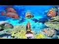 Download Lagu #Eps 133 Berburu ikan monster di surga nyata bawah laut pulau OBI MALUKU UTARA 