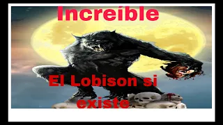 El Lobison u Hombre Lobo si EXISTEN.mira este video