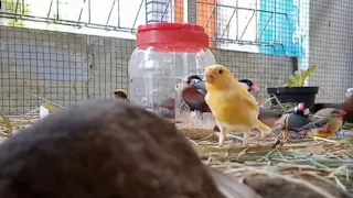 burung kenari gelatik gereja manyar dan emprit sedang asik makan finches birds breeding 