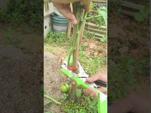 Tying a tomato plant to a stake with a garden tape tool #Shorts #gardening