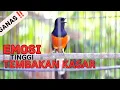 Download Lagu Pancingan Murai Batu Agar Emosi Bongkar Isian