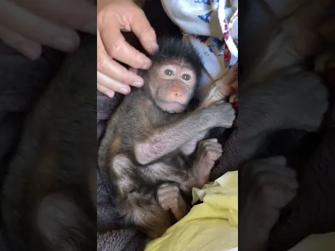 The cutest rescue baby in the world π₯Ήπ₯° #animals #animalshorts #wildlife #beautiful