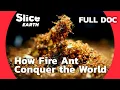 Invasion of the fire ants Nature s Most Ruthless Conqueror SLICE EARTH FULL DOC