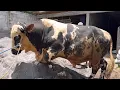Download Lagu KONDISI TERBARU SAPI MONSTER WARNA LANGKA, ready sapi qurban 2026 🔥