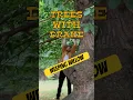 Download Lagu Ep. 5 “Weeping Willow”