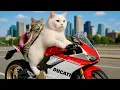 Download Lagu Mama Cat Takes Her Kitten To School And Makes Beef Steak At Home 🐱🥩🐾